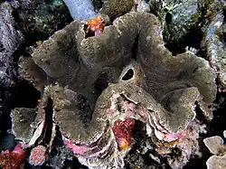T. squamosa en el Komodo National Park