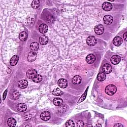 Células Principales= (Chief cells).