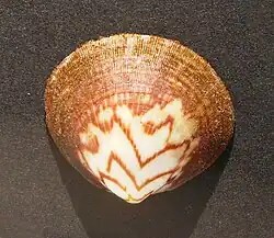 Glycymeris modesta - Pakiri, Nueva Zelanda