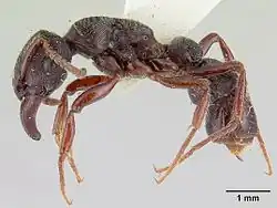 Gnamptogenys mordax