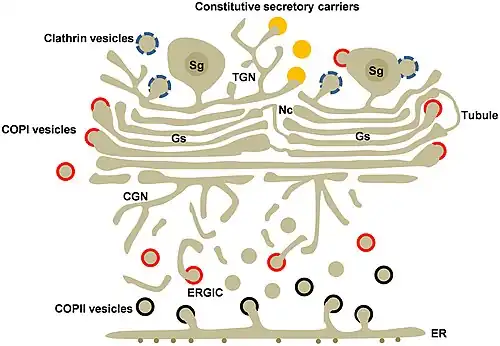 Estructura de Golgi y portadores de transporte en células secretoras.