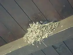 Nido de golondrina común, a base de barro y ramillas.