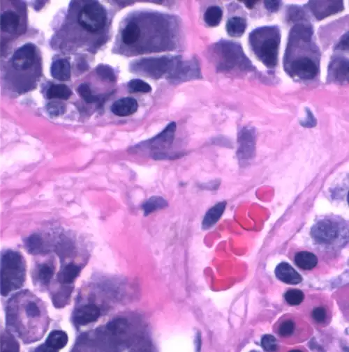 Capilar (a la izquierda) en corte longitudinal con núcleo de célula endotelial en forma de huso y ocupado por eritrocitos apilados (5 μm en rojo brillante), en proximidad estrecha con células (derecha). Microscopio óptico.