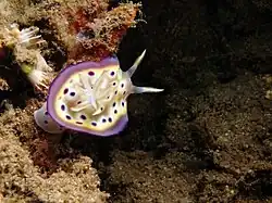 Goniobranchus kuniei en bahía Bima (Sumbawa, Indonesia)