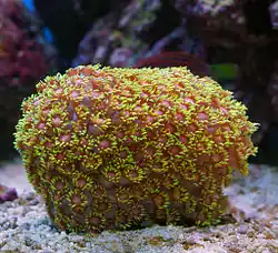 Goniopora sp, Poritidae