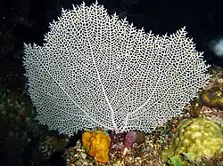 Gorgonia mariae. Cuba. Isla de la Juventud.