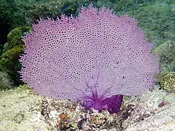 Gorgonia ventalina en Pinar del Río (Cuba).