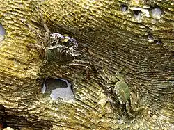 Pareja en Bantén, Indonesia