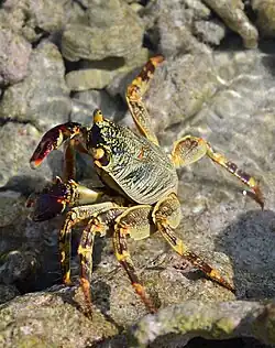 Con marea baja en Bathala, Maldivas