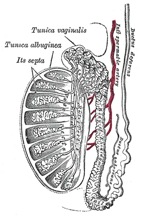 Head= caput o cabeza. Vasa efferentia= conductillos eferentes. Anatomía Humana.