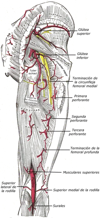 Arterias de las regiones glútea y femoral posterior.