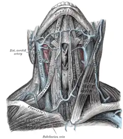 Venas del cuello, vista frontal del plano anterior