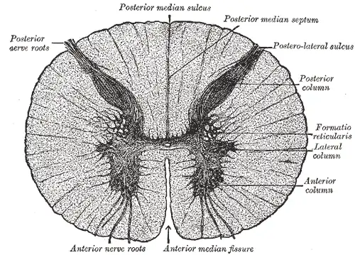 Anterior column= Columna gris anterior, (Asta ventral o anterior). Anterior nerve roots= raíces anteriores del nervio. Corte transversal de la médula espinal. Anatomía de Gray (1918).