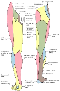 Distribución de los nervios cutáneos en la piel de la extremidad inferior.