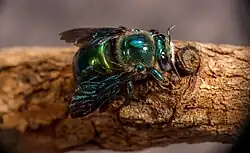 Green Carpenter Bee in Quinkan Country far north Queensland