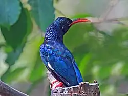 Zoológico de Carolina del Norte