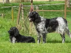 Münsterländer grande