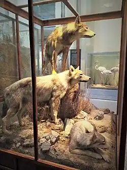 Grupo de lobos naturalizados por Luis Benedito para el MNCN