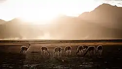 Guanacos en el Parque Eduardo Abaroa
