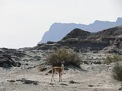 Dentro del Parque Provincial Ischigualasto es posible observar grupos de guanacos conformados por un macho, hembras y dependiendo de la época también crías, las cuales se denominan "chulengos". Actualmente la población de guanacos se estima en aproximadamente 400 individuos. Existen registros antiguos de la presencia de la especie en el sitio que pueden observarse en el arte rupestre de la zona.