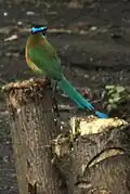 Momotus lessonii, en El Crucero, Managua, Nicaragua.