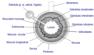 Estructura general de la pared intestinal que muestra la submucosa.