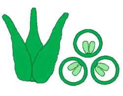 Gineceo de pistilos libres, cada pistilo un carpelo (gineceo dialicarpelar). A la derecha el corte transversal. 3 carpelos y 1 lóculo por carpelo.