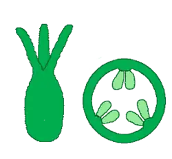 Carpelos fusionados en un único pistilo (gineceo gamocarpelar). A la derecha el corte transversal. 3 carpelos y 1 lóculo.