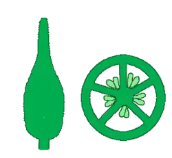 Gineceo gamocarpelar. A la derecha el corte transversal. 5 carpelos y 5 lóculos, 5 septos y 1 columna.