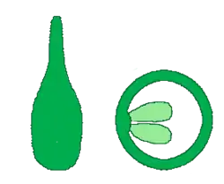 Gineceo unicarpelar. A la derecha el corte transversal. 1 carpelo y 1 lóculo.