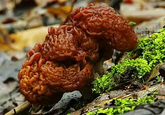 Gyromitra esculenta
