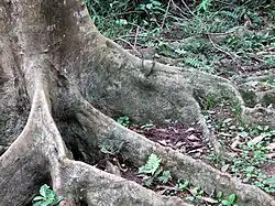 Un ejemplo más modesto de raíces tabulares.