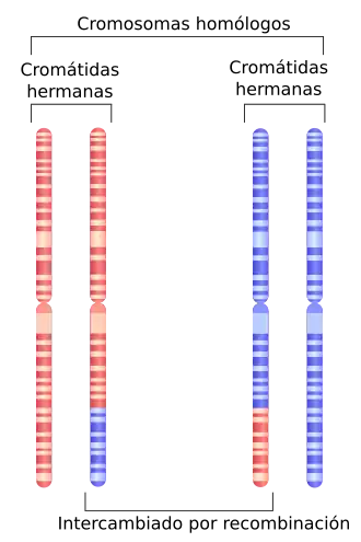 Depiction of chromosome 1 after undergoing homologous recombination in meiosis
