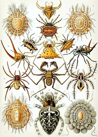 Arácnidos (Arachnida) p.66
