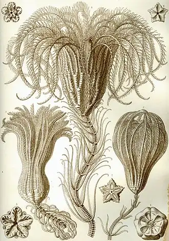 Crinoideos (Crinoidea) p. 20