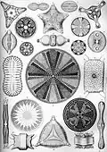 Diatomeas de Haeckel