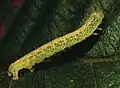 Larva desarrollada