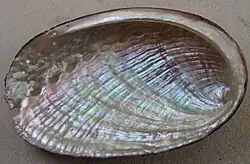 haliotis tuberculata