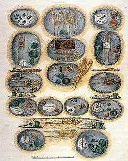 Necrópolis hallstáttica de inhumación con ajuar