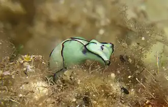 Haminoea cyanomarginata