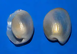 Conchas de Haminoea hydatis