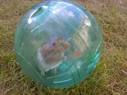 Hamster_In_A_Ball_(4055106363)