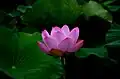 Flor de lotus, monte Tsukuba.