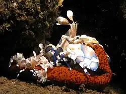 Pareja de H. picta manipulando una estrella marina