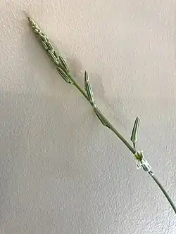 Racimo que comienza a abrirse - mostrando una flor