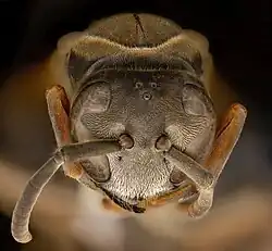 Cabeza de un ejemplar de Polistes fuscatus