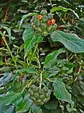 Hojas y frutos de Hedera helix