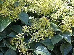 Hedera helix