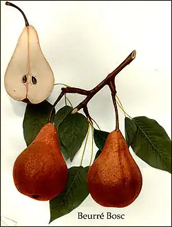 La pera Beurré Bosc