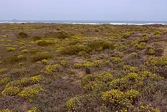 Vegetación dunar en la playa de las Amoladeras.